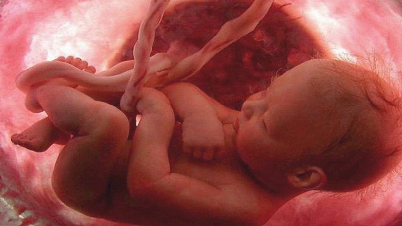 Che cos'è la placenta?